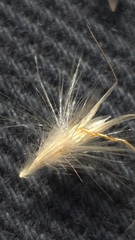 (c) Petra Holland, some rights reserved (CC BY) Rytidosperma fulvum, photograph (c) Petra Holland, some rights reserved (CC BY)