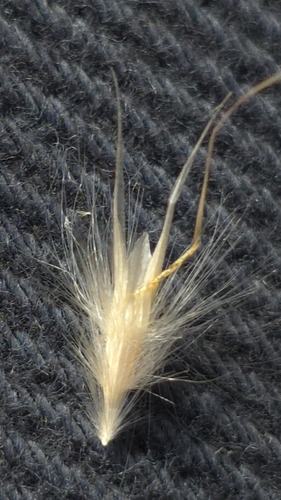 Rytidosperma fulvum, photograph 2