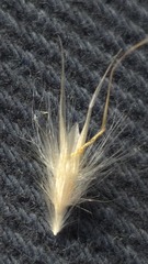 (c) Petra Holland, some rights reserved (CC BY) Rytidosperma fulvum, photograph (c) Petra Holland, some rights reserved (CC BY)