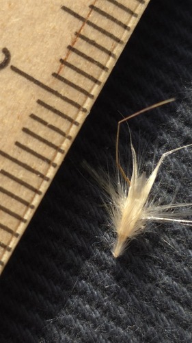 Rytidosperma fulvum, photograph 3