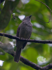 Lipaugus vociferans