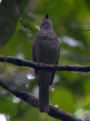 Lipaugus vociferans