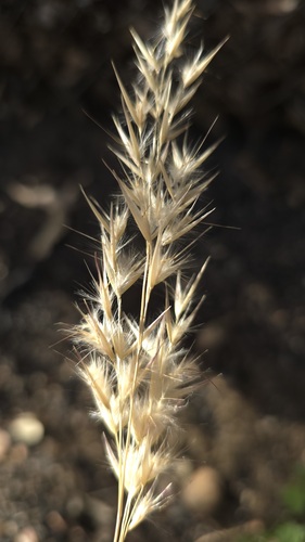 Rytidosperma fulvum, photograph 1