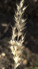 Rytidosperma fulvum