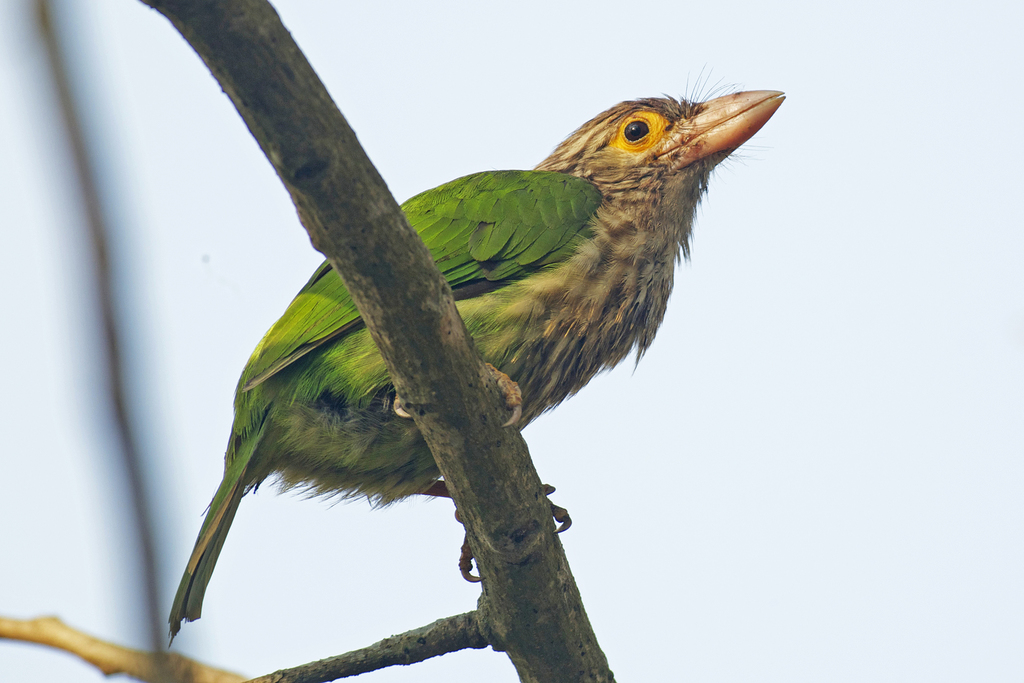 Lineated Barbet