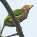 Lineated Barbet - Photo (c) Vijay Anand Ismavel, some rights reserved (CC BY-NC-SA), uploaded by Dr. Vijay Anand Ismavel MS MCh