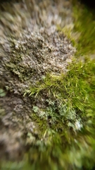 Rhynchostegiella tenella