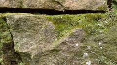 Rhynchostegiella tenella