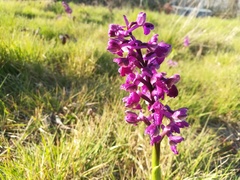 Anacamptis morio