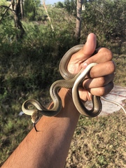 Coluber constrictor oaxaca