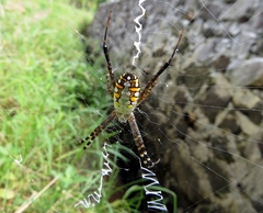 Argiope catenulata