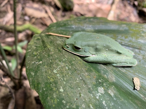 Brownbelly Leaf Frog, Phyllomedusa tarsius