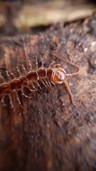 Lithobius variegatus