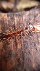 Lithobius variegatus