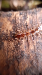 Lithobius variegatus