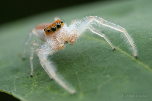 White-jawed Jumping Spider, Oklahoma, US, photo 7 of 10