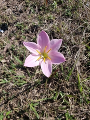 Zephyranthes lindleyana