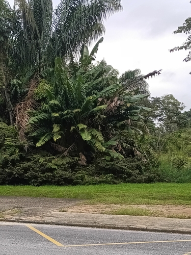 Phenakospermum guyannense, photograph 2