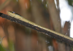 Dendrelaphis