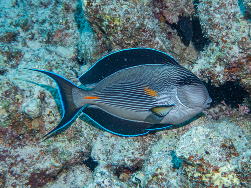 Sohal surgeonfish (Acanthurus sohal) — Acanthuridae — 2