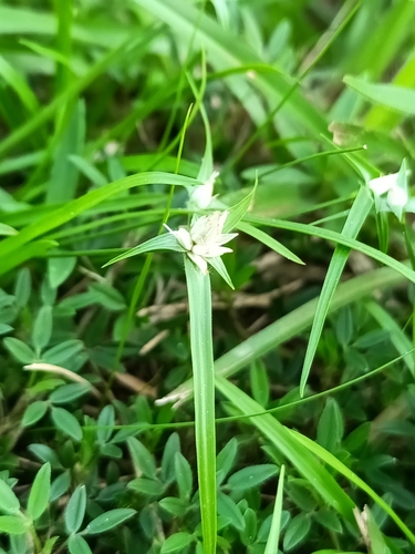 Rhynchospora pubera, 2026-04-24