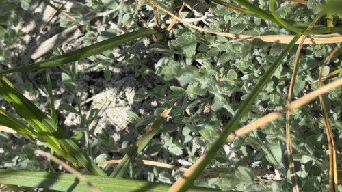 iNaturalist observation photo of Alkali Weed