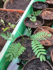 Fabaceae