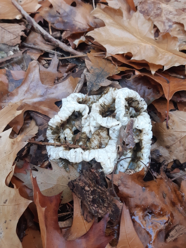 Ileodictyon cibarium · April 2026 · photo: © georgecox (iNaturalist, cc0)