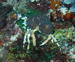 Cyclocoeloma tuberculatum