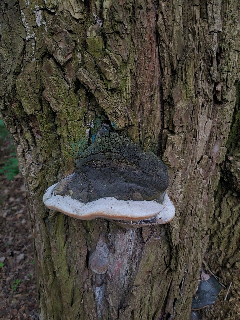 Phellinus igniarius · April 2026 · photo: © valeriidarmostuk (iNaturalist, cc-by)