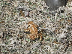 Bufo sachalinensis