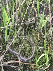 Thamnophis proximus orarius