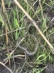Thamnophis proximus orarius