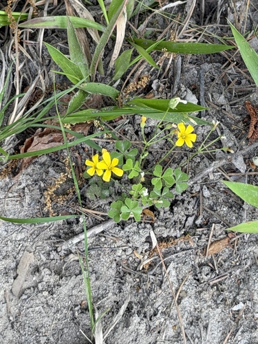 Oxalis colorea, photograph 6