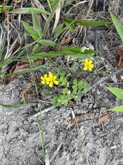 Oxalis colorea, photograph novvictan, CC BY, iNaturalist via GBIF