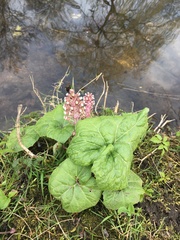 Petasites hybridus