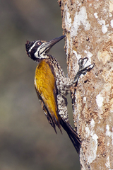 Chrysocolaptes guttacristatus