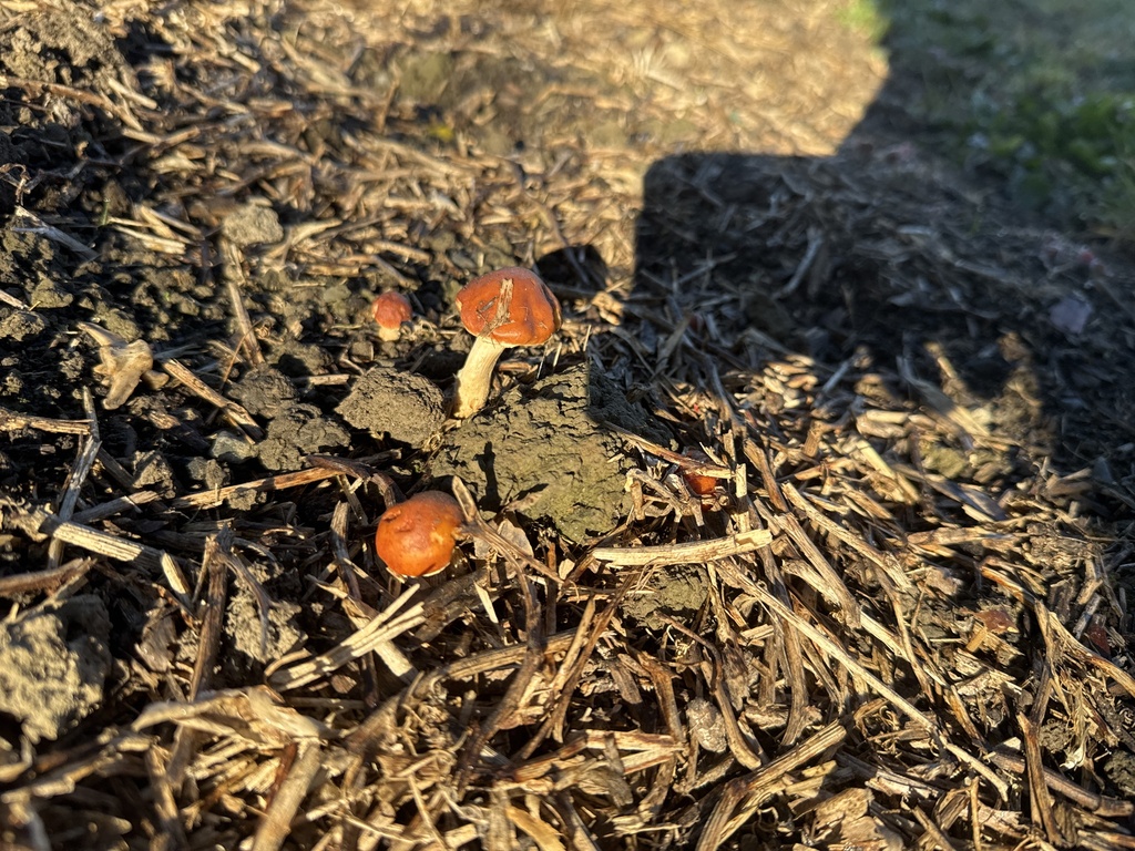 Leratiomyces ceres · April 2026 · photo: © iandickie (iNaturalist, cc-by)