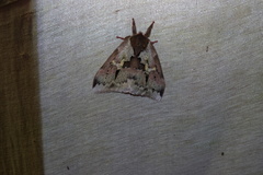 Dirphiopsis multicolor