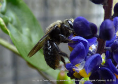 Megachile amparo