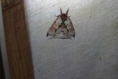 Dirphiopsis multicolor