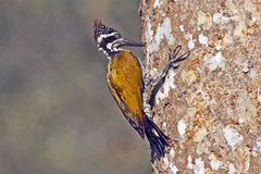 Chrysocolaptes guttacristatus