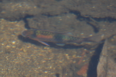 Haludaria fasciata