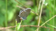 Hemiargus hanno
