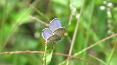 Hemiargus hanno
