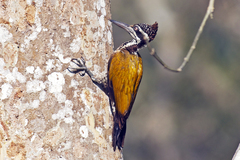 Chrysocolaptes guttacristatus