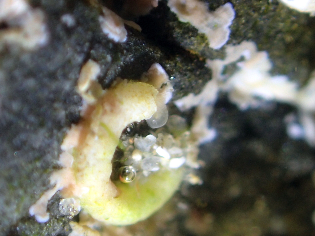 Paralaeospira levinseni