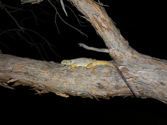 Pogona barbata