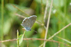 Hemiargus hanno