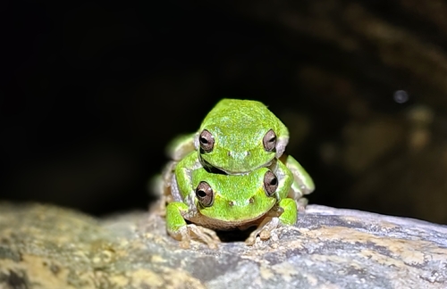 Sardinian Tree Frog, San Teodoro, Province of Gallura North-East Sardinia, Italie, photo 8 of 10